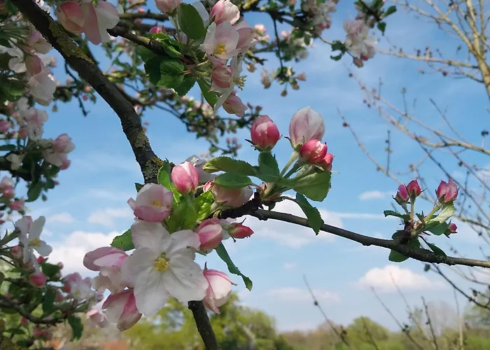 Semesterbostad Tinyhouse De Woord *